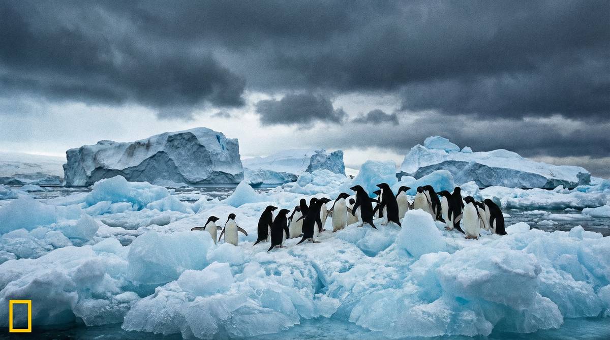 抖阴南极企鹅视频